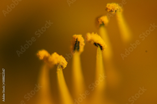 yellow flower macro