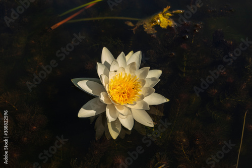 white water lily