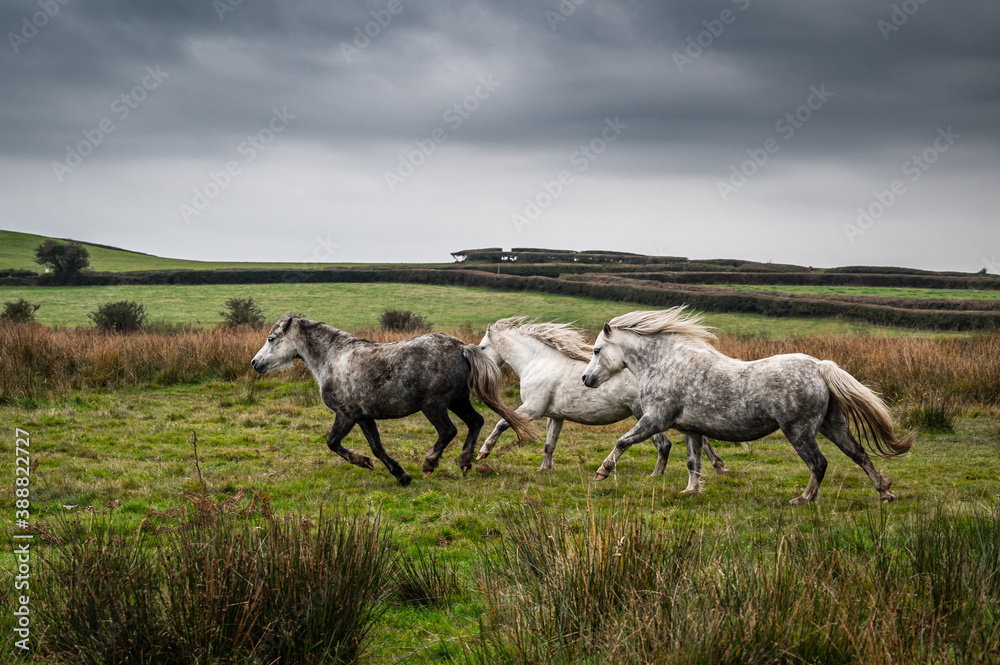 Obraz premium Three wild horses, galloping through the countryside, on an autumn day