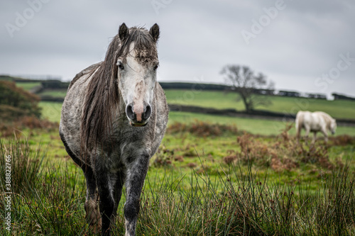 A wild horse, grey colour, looking at the camera, on a cloudy autumn day in Wales © parkerspics
