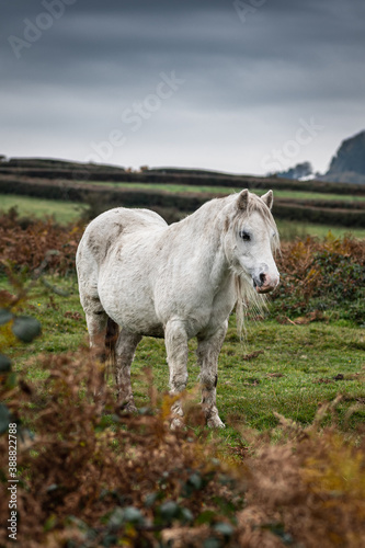 Fototapeta Naklejka Na Ścianę i Meble -  A single white, wild horse in the rural landscape of Wales. The autumn day is cloudy