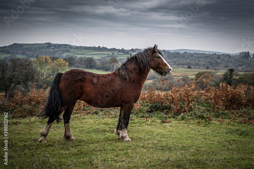 A beautiful brown horse, standing majestically in the landscape © parkerspics