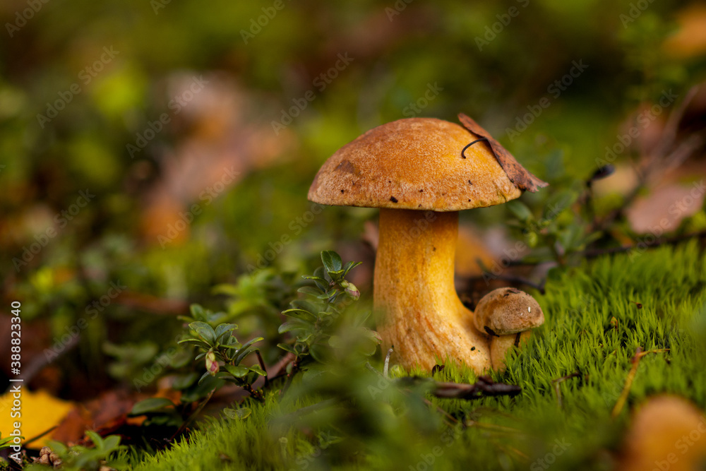 mushroom in the forest (Suillus variegatus) mushroom in the forest (Suillus variegatus)