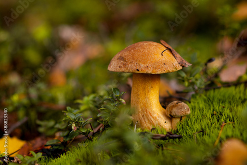 mushroom in the forest (Suillus variegatus)