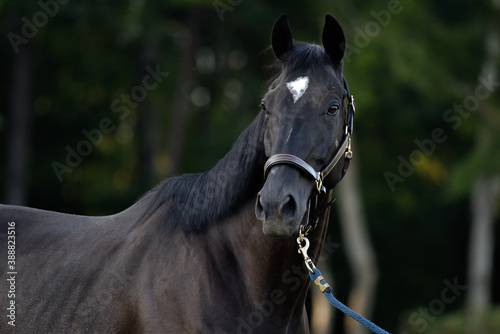 Black Thoroughbred Gelding Headshot photo