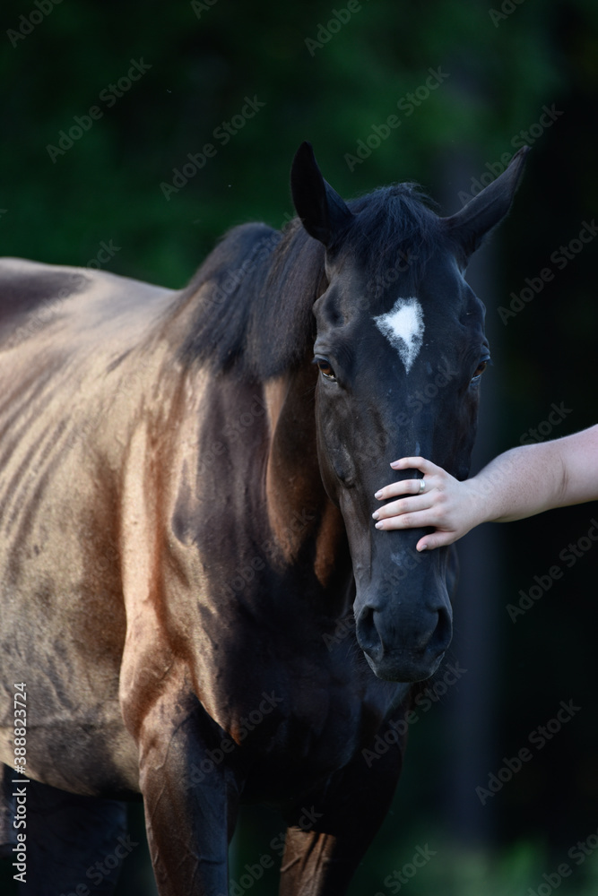 Naklejka premium Black Thoroughbred Gelding Petted