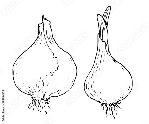 vector illustration in sketch style set of two whole bulbs with roots and herbs. Isolated edible onion sprouted hand-drawn black contour on white background.