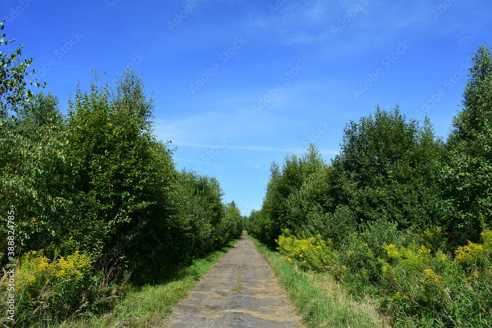 road in the forest