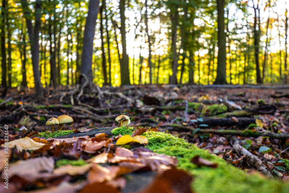 Pilze wachsen auf einer Wurzel im Wald Herbst Pilze wachsen auf einer Wurzel im Wald Herbst