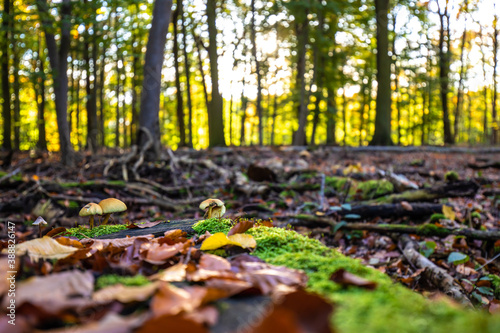 Pilze wachsen auf einer Wurzel im Wald Herbst