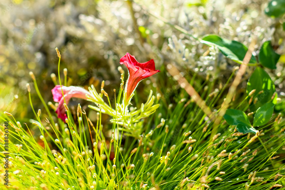 Red flower petal in sunlight in fresh green botany garden Red flower petal in sunlight in fresh green botany garden