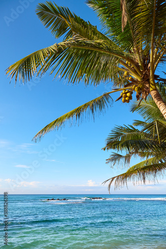 Fototapeta Naklejka Na Ścianę i Meble -  Coconut palm tree on a tropical beach against the blue sky.