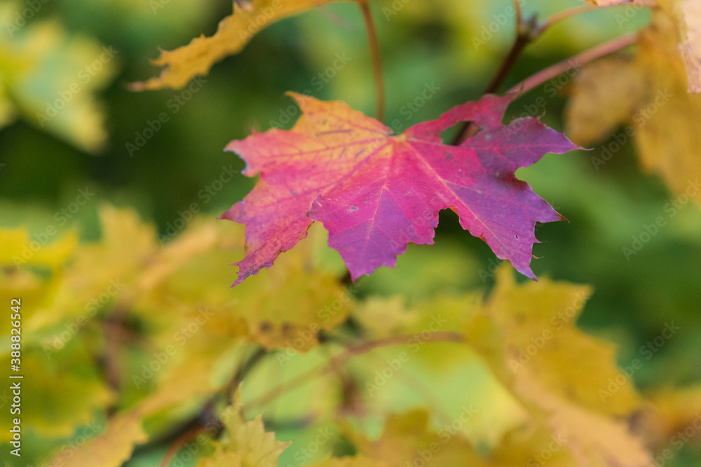 Fototapeta premium brightly colored leaves in autumn