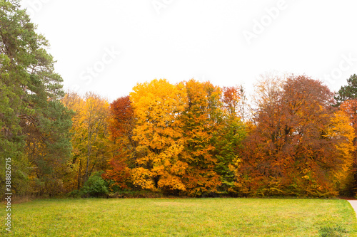 Forest with autumnal colored leaves