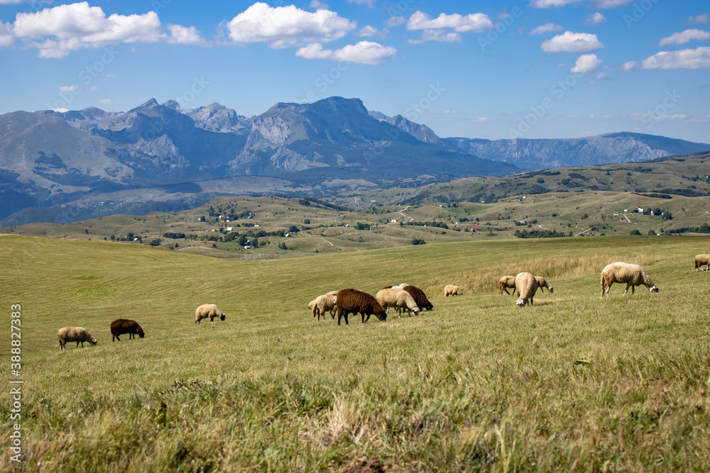White and brown sheep graze in the meadow. A flock of sheep against the backdrop of picturesque mountains