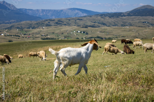 White goat grazes in the meadow. Flock of sheep and goat