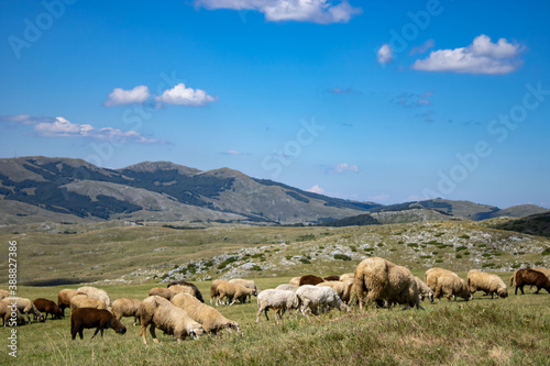 White and brown sheep graze in the meadow. A flock of sheep against the backdrop of picturesque mountains