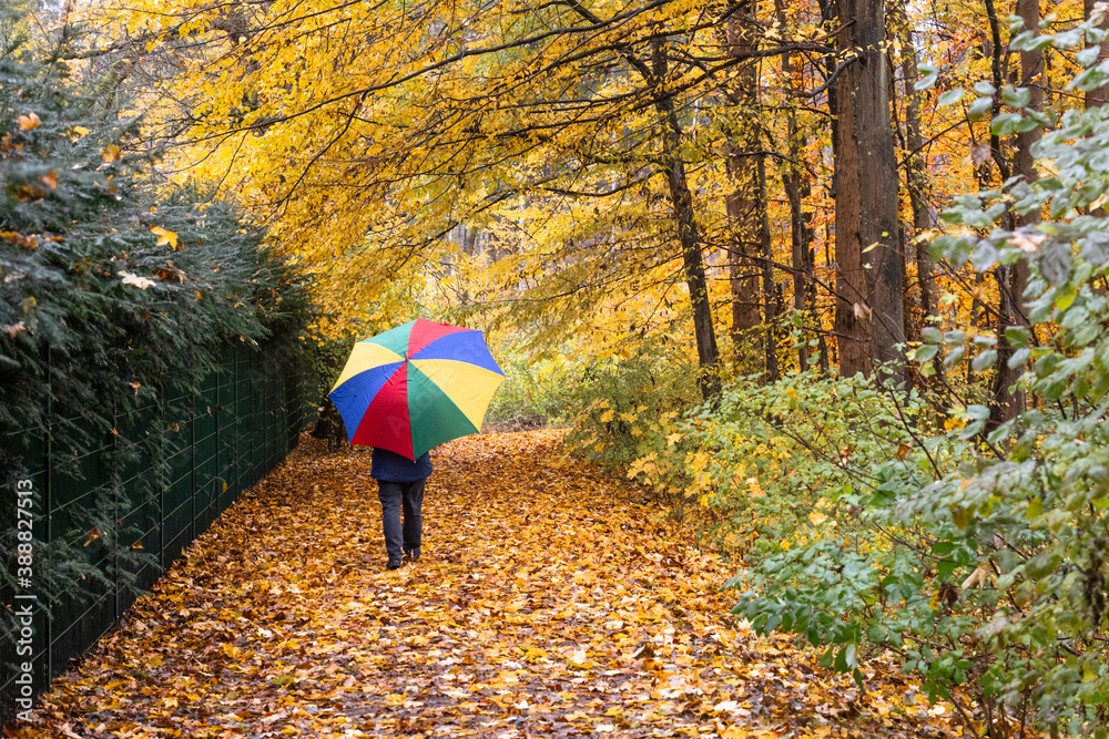 Person walks with colorful umbrella in the forest under autumnal leaves in the rain