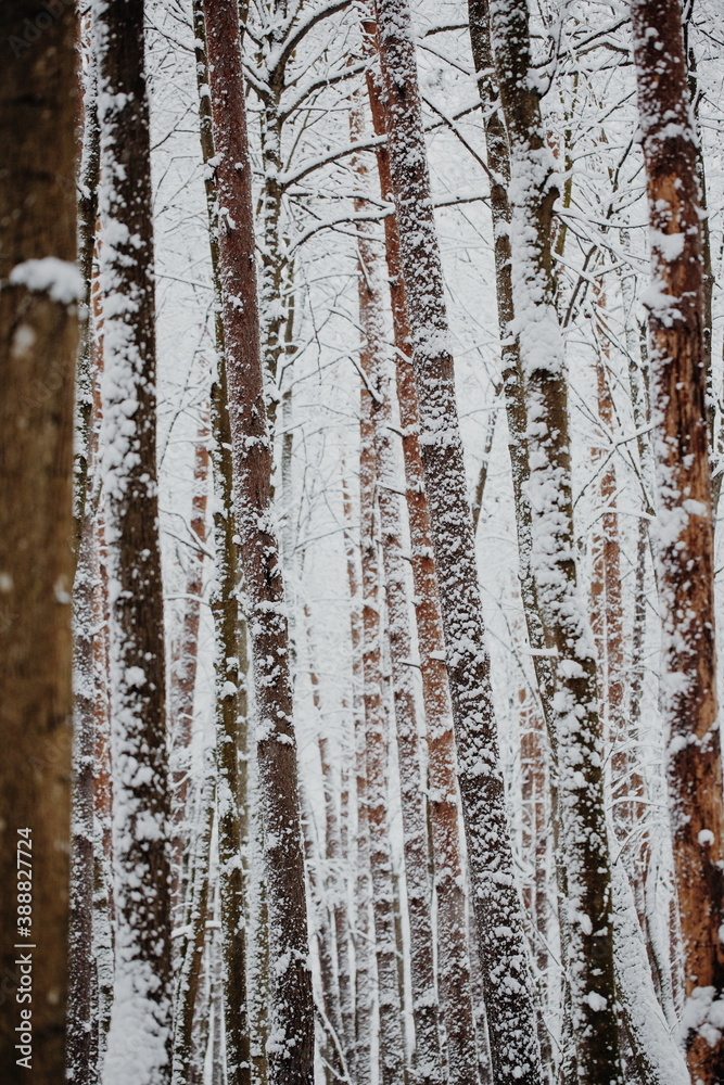coniferous tree trunks in the snow, forest, tree