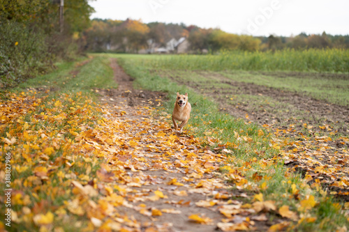 Szczęśliwy mały pies biegający jesienią po liściach w obszarach wiejskich