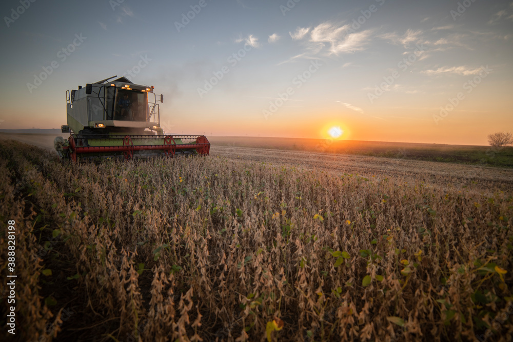 Fototapeta premium Harvesting of soybean