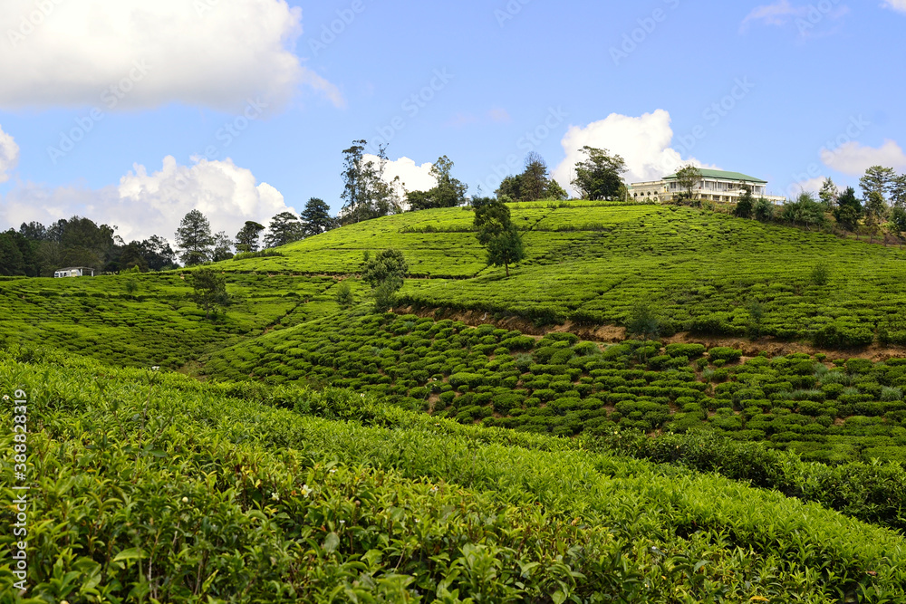 Ceylon tea plantation and tea factory building on the hill. Fresh green tea plantations and blue sky. Nuwara Eliya, Sri Lanka
