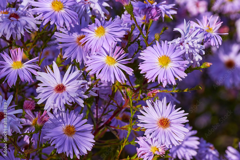 Chrysantheme im Sommer Chrysantheme im Sommer