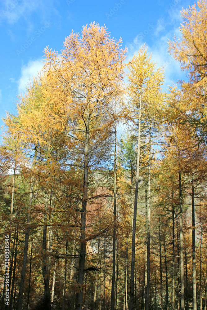 Trees in a wood in Autumn	