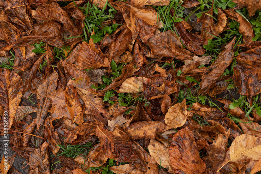 The background of the fallen autumn leaves. A carpet of dry leaves in October under your feet.