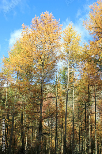 Trees in a wood in Autumn 