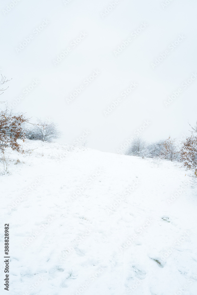 Fototapeta premium Morning Mist and Snow in the Park