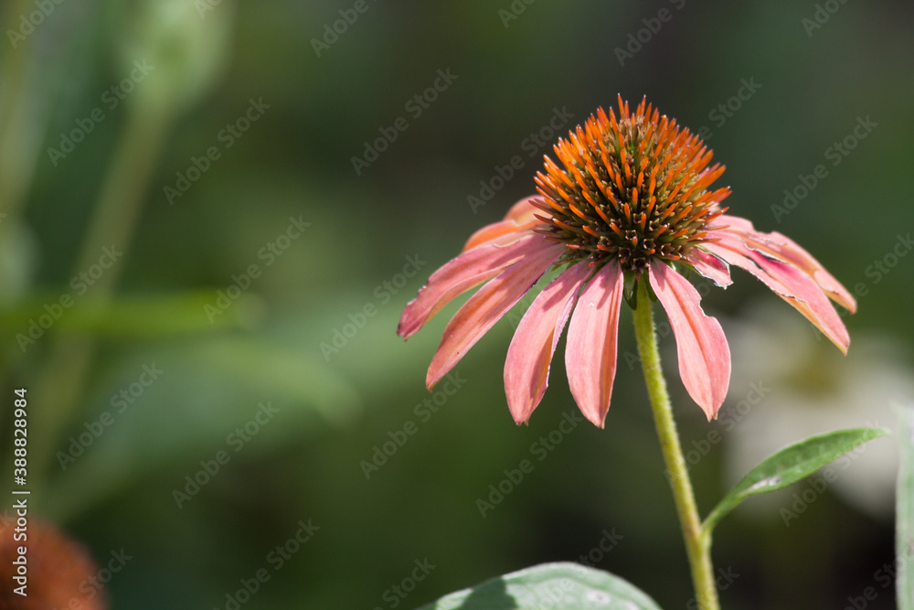 Coneflower blooming in the sunshine Coneflower blooming in the sunshine