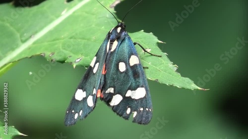  Callimorpha dominula,farfalla photo