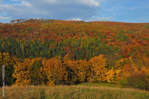 Bright autumn day. The setting sun illuminates the colorful trees. Mixed forest. Landscape area Hrabovka  Slovakia.