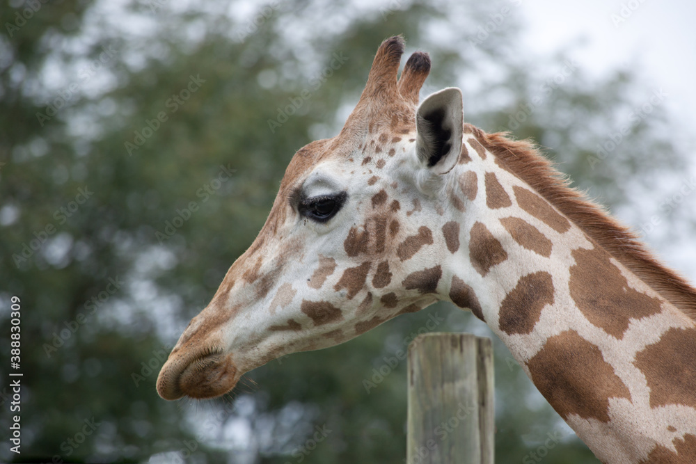 Giraffe outdoors with trees in the background Giraffe outdoors with trees in the background