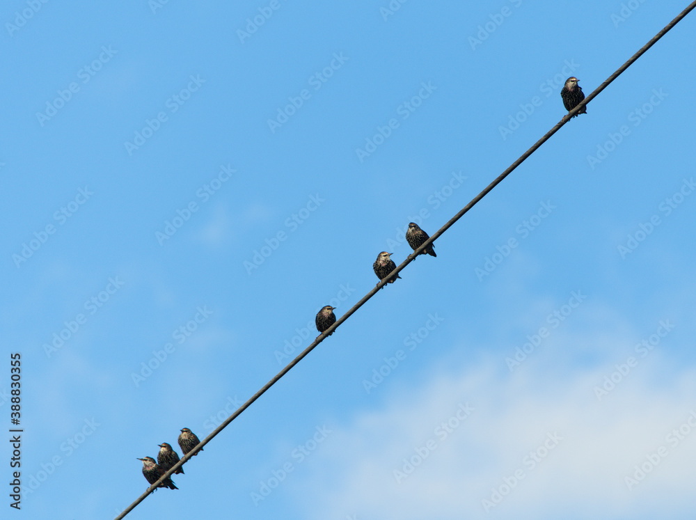 Common starling on a wire, Common starling (Sturnus vulgaris) Common starling on a wire, Common starling (Sturnus vulgaris)