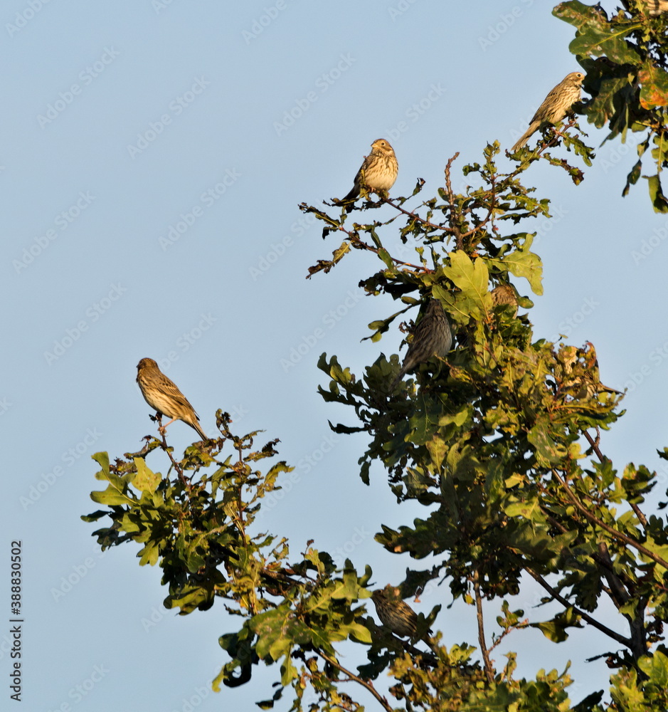 Birds on tree, The tree pipit (Anthus trivialis) Birds on tree, The tree pipit (Anthus trivialis)