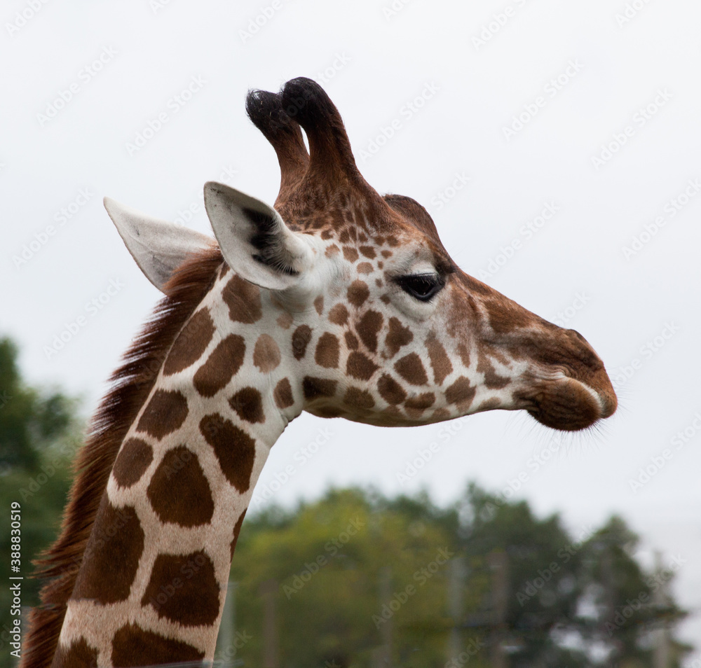 Giraffe outdoors with trees in the background Giraffe outdoors with trees in the background