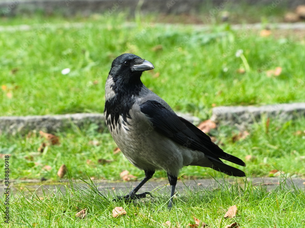The hooded crow (Corvus cornix) The hooded crow (Corvus cornix)