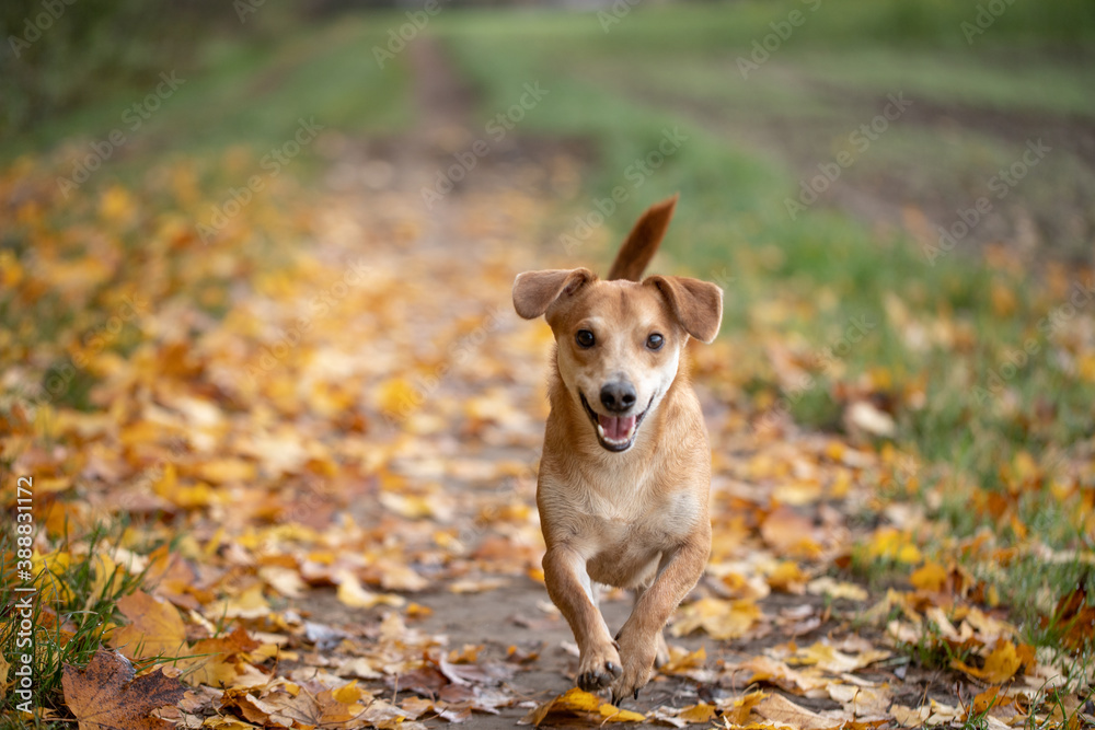 Szczęśliwy mały pies biegający jesienią po liściach w obszarach wiejskich - obrazy, fototapety, plakaty 