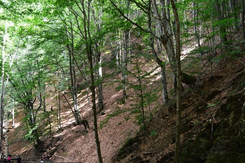 green tree branches on the mountain