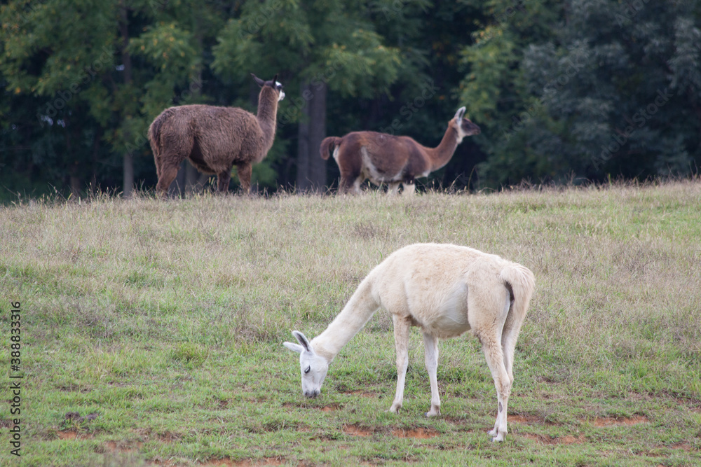 Llama grazing in a field