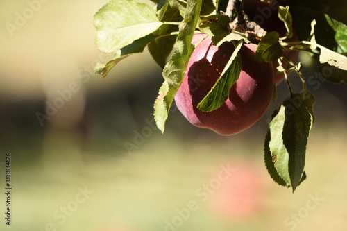 shade on an apple