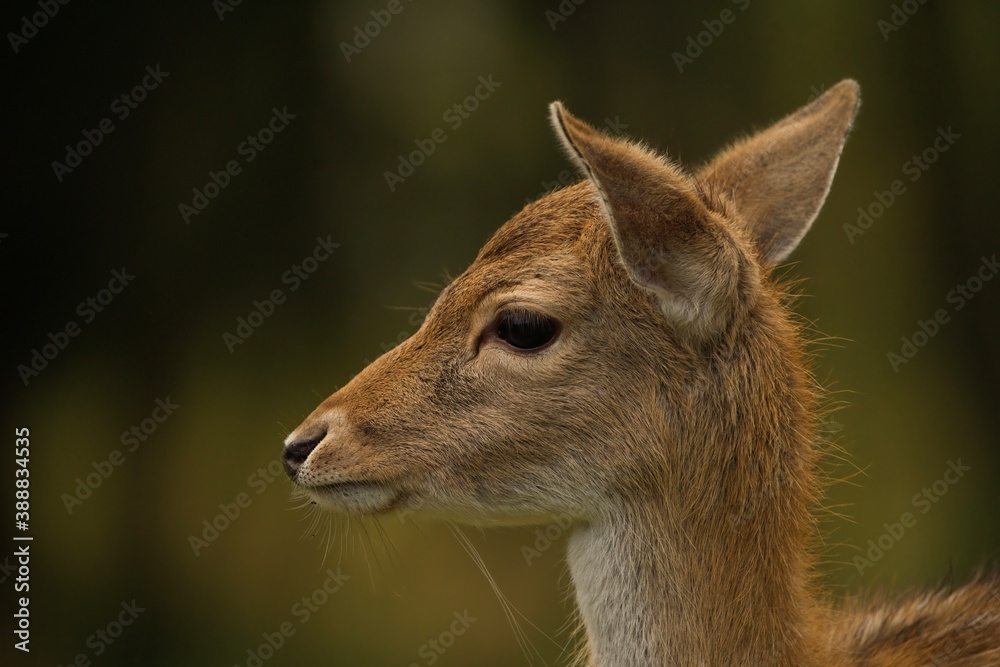 portrait of a deer