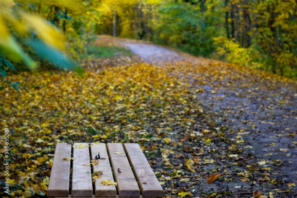 Naklejka premium Herbstlicher Wanderweg mit bunten Blättern und Holzbank unscharf niemand