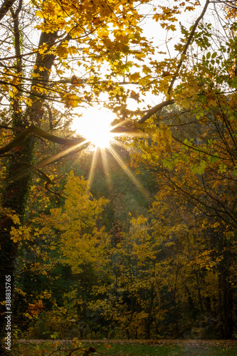 Herbst im Wald mit Sonnen Gegenlichtaufnahme mit buntem Laub