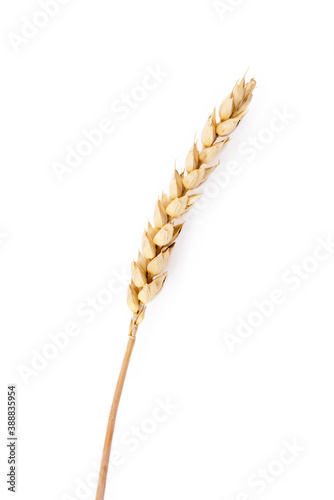 Harvested grain, rye isolated on white background 