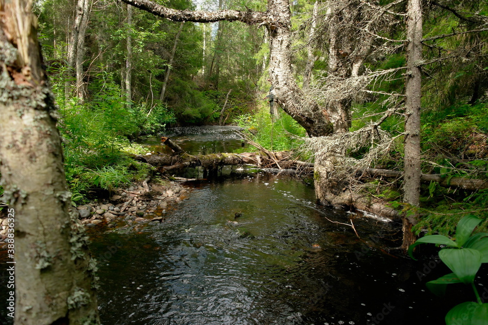 taiga river in the Primorsky territory of Russia taiga river in the Primorsky territory of Russia
