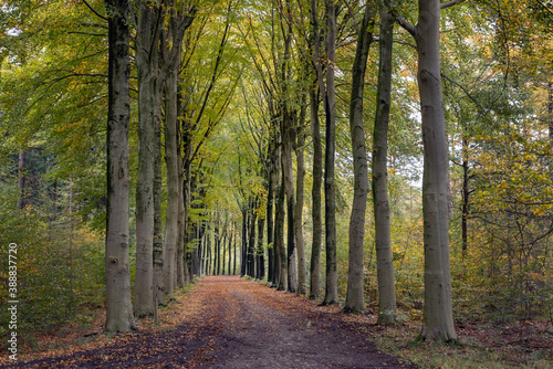 Fall.. Autums. Fall colors. Forest Echten Drenthe Netherlands. Beech lane.