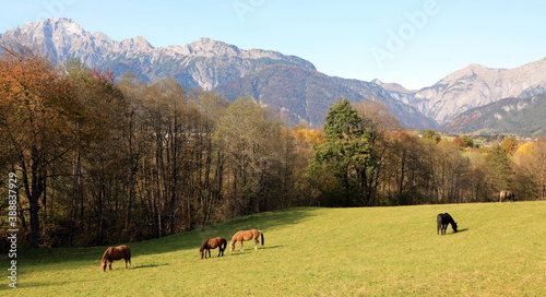 Pferdewiese im Herbst mit Bergen.